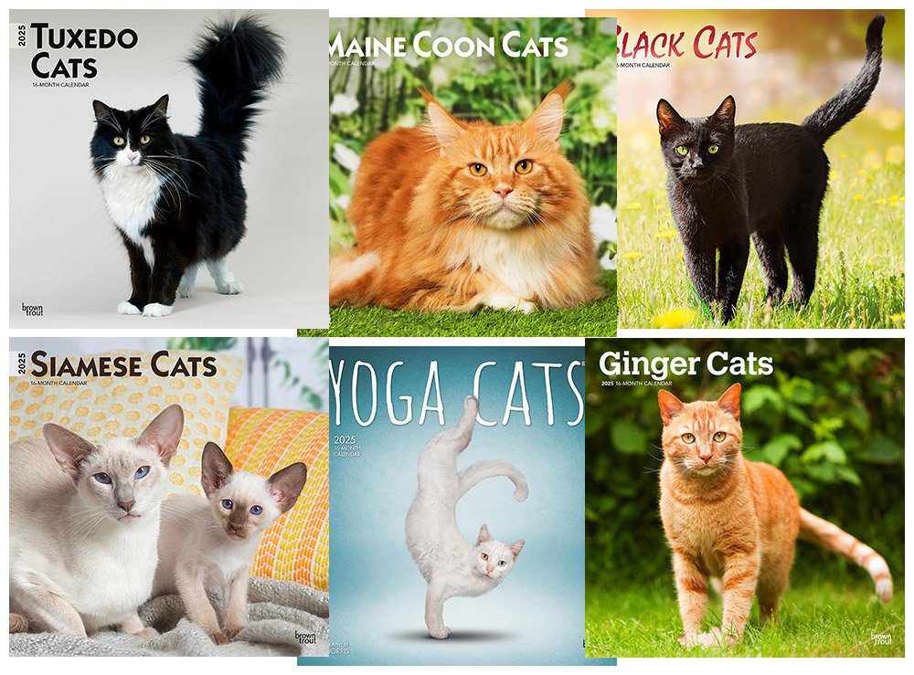 ブラウントラウト猫種別カレンダー